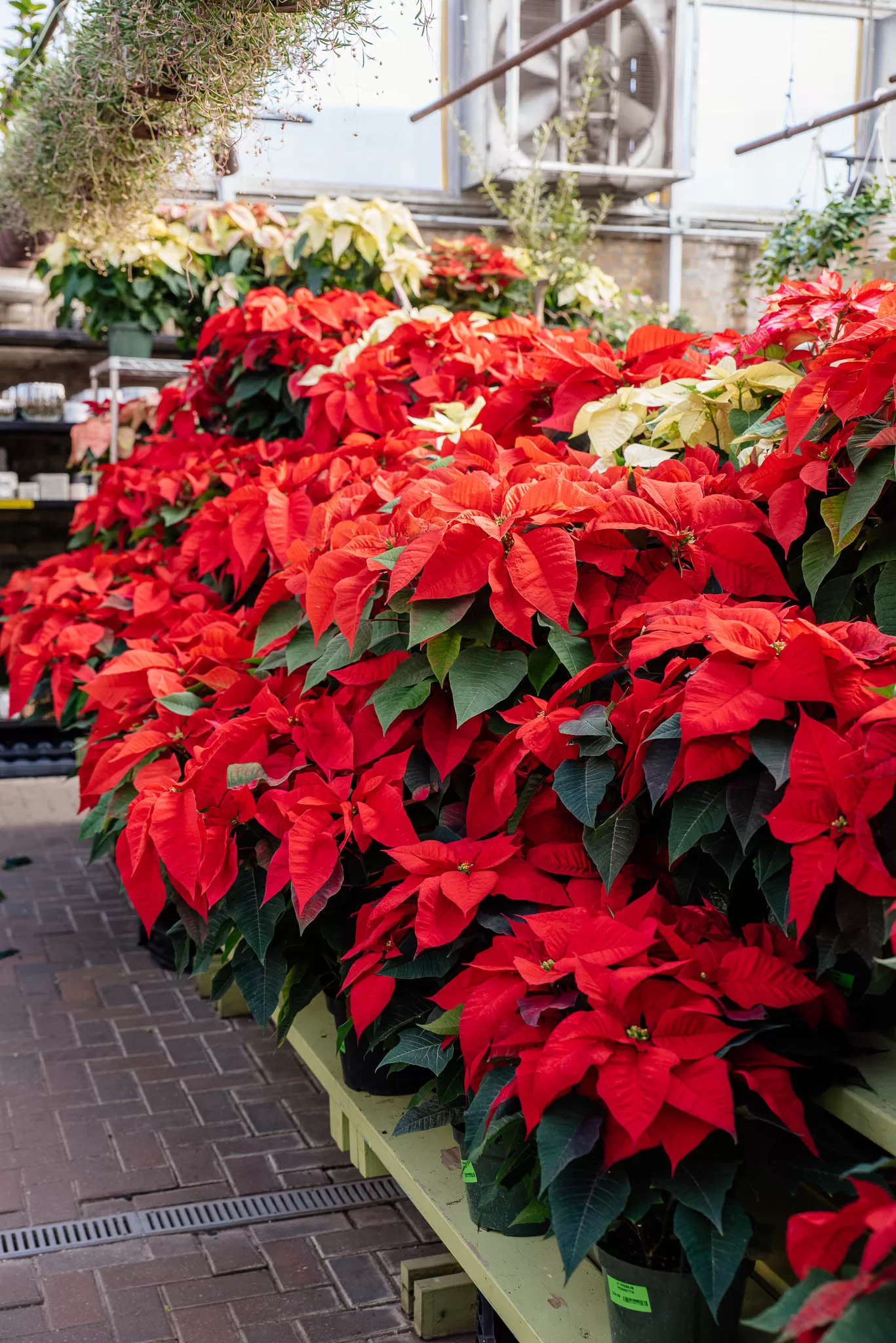 Poinsettias 2022 - Red and White Available for Pickup and Delivery