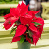 Poinsettia - Image 2