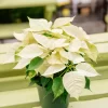 White Poinsettia