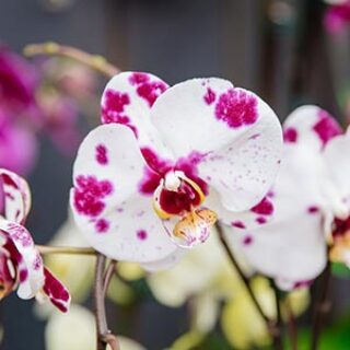 orchidfeature