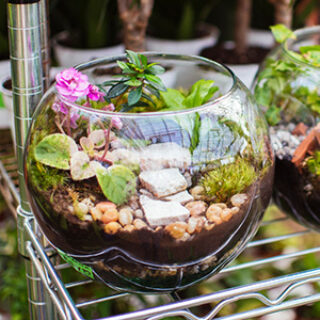 terrariumfeature