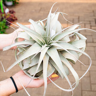 tillandsia_feature