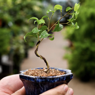 bonsai1