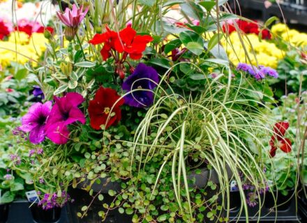 Container of annual flowers and grasses