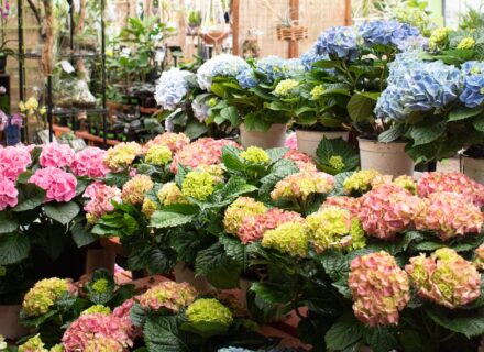 Hydrangeas