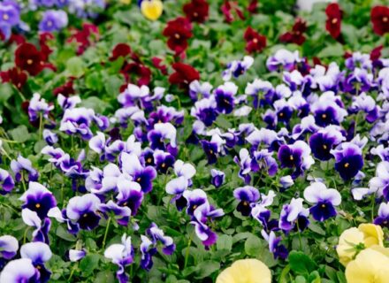 Rows of purple, yellow, and red pansies