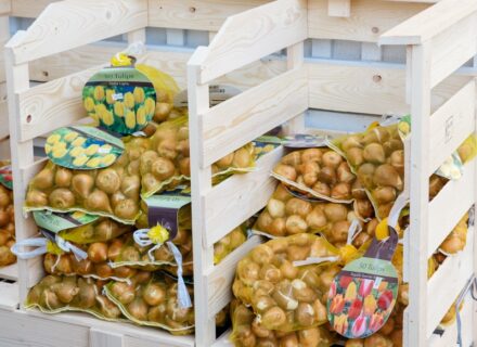 Wooden bins filled with garden bulbs