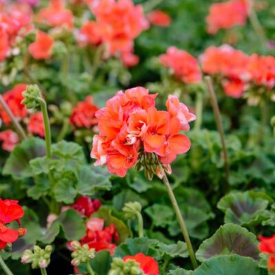 close-up of salmon colored geraniums