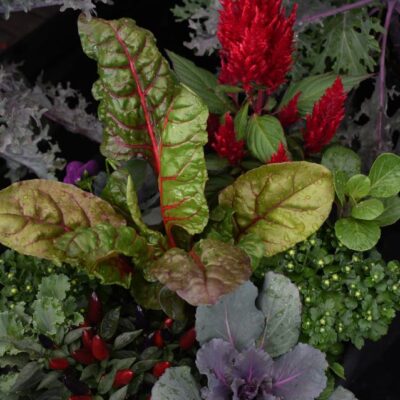 ornamental cabbage and kale next to red celosia