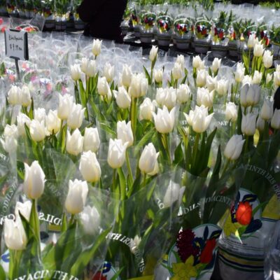 rows of white tulips