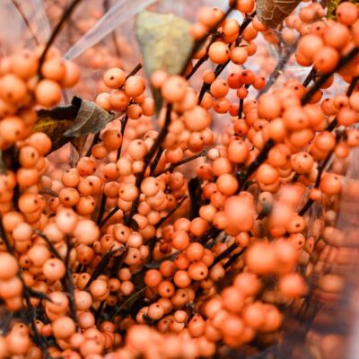 close-up of orange winter berries