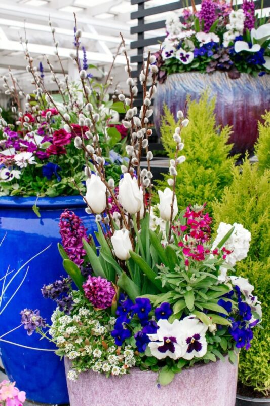 several containers of annual plants