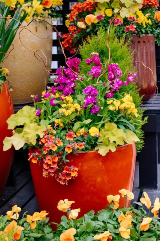 annual plants in a red container