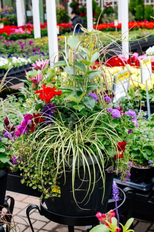 container of annual plants