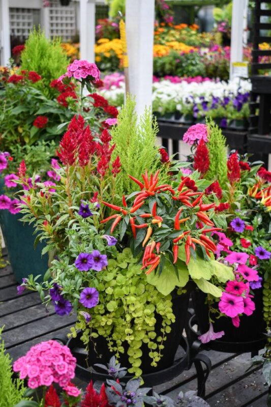 container of annual plants including creeping jenny, celosia, ornamental peppers, and petunias