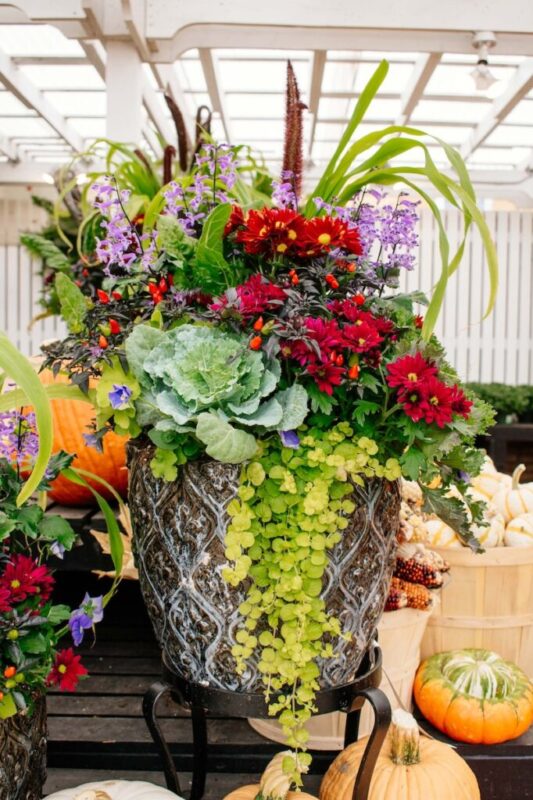 ornate container of annual plants including creeping jenny, ornamental kale, and more