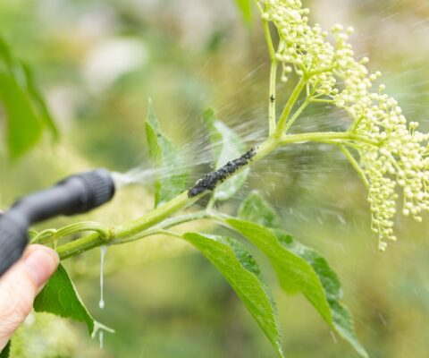 aphid spray