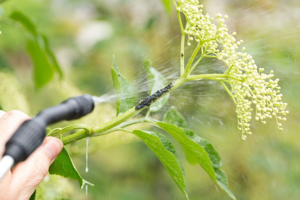 aphid spray