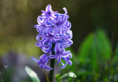 bulbs-hyacinth