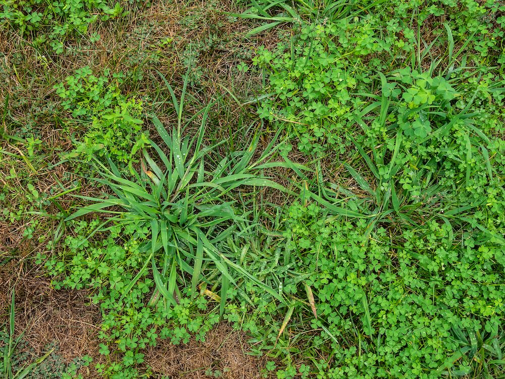 Unkempt garden yard with crab grass and clover weeds