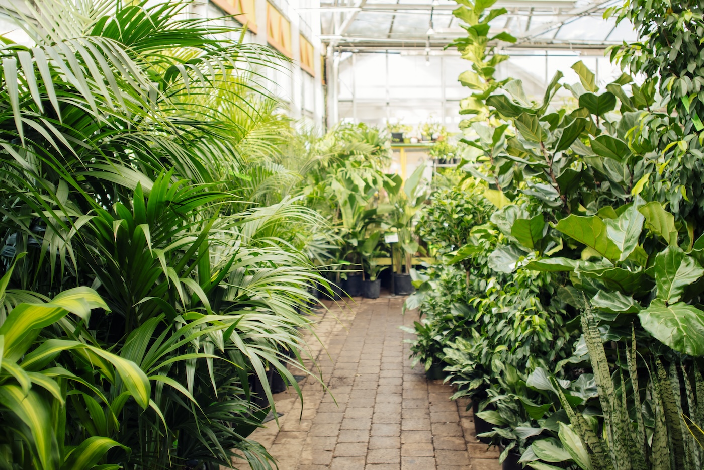 interior photo of a greenhouse with lush green plants framing the aisle