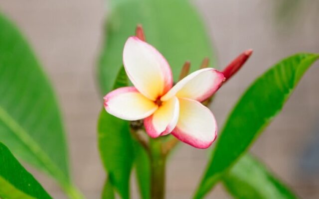 greenhouse-plumeria