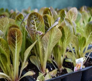 Close-up of red romaine lettuce