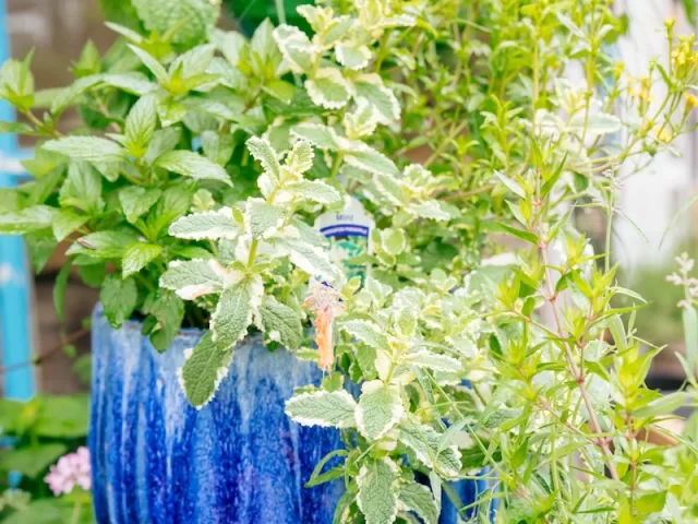 blue pot of various herbs