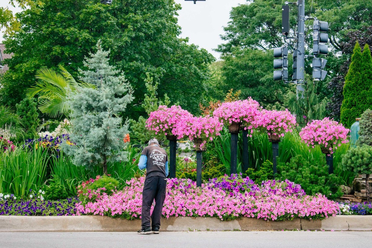 man watering a lush bed of pink flowers and other greenery