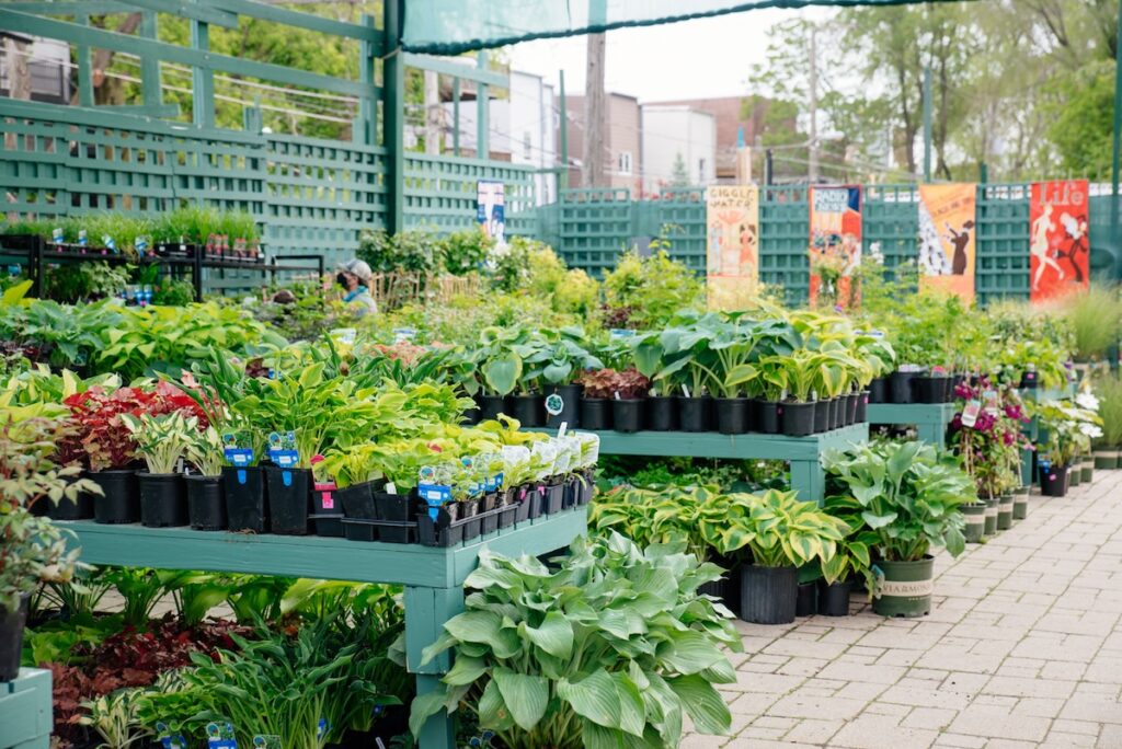 rows of tables brimming with perennial plants