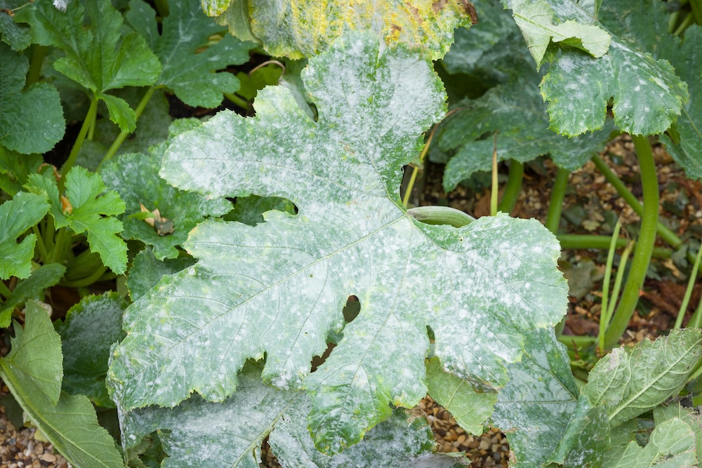 Powdery mildew on leaves of a courgette (zucchini) plant,