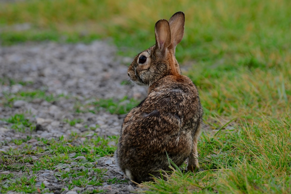 a Wild Eastern Cottontail bunny rabbit in a grassy field