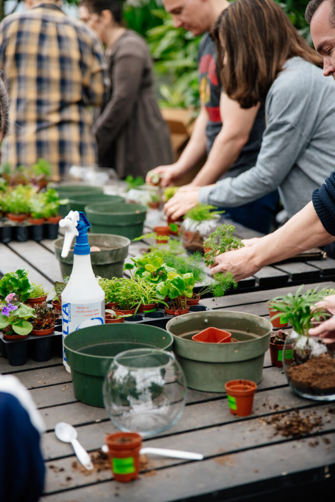 people making a terrarium with a variety of plants