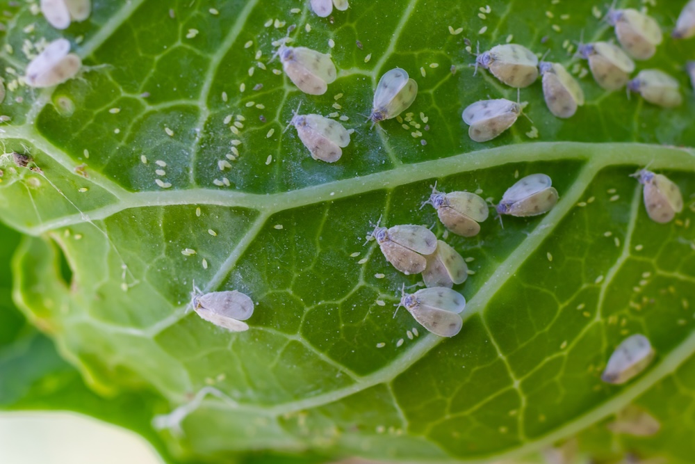 Underside of plants leaves with pest Cabbage Whitefly Aleyrodes proletella adults and larvae on the underside of the leaf. It is a species of whitefly from the Aleyrodidae family, pest of many crops