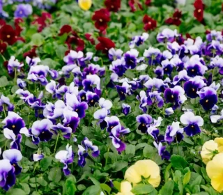 close up of purple, yellow, and red pansies