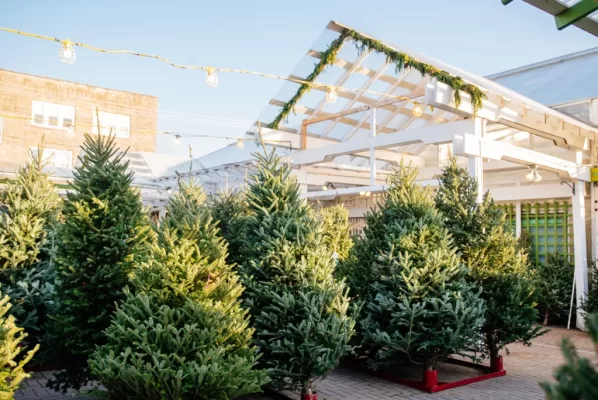 Several Christmas trees populating the Annuals yard