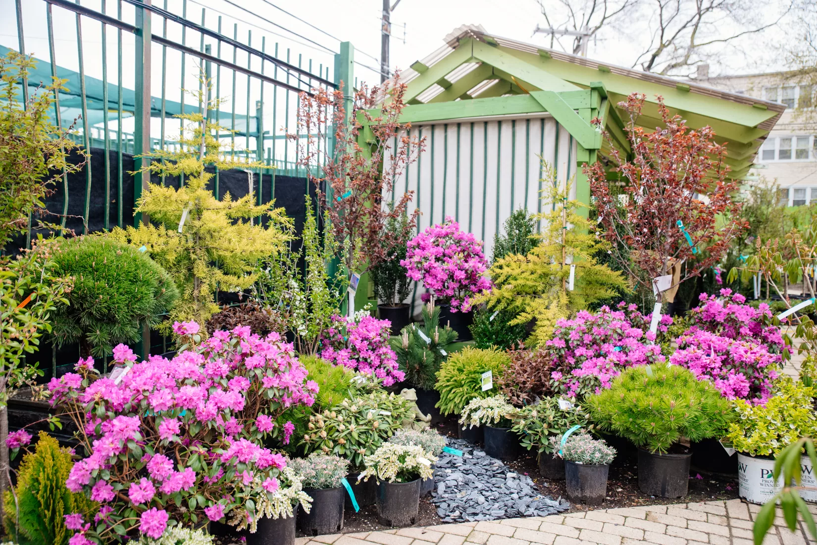 Trees and pink flowering shrubs arranged in a corner by a shed