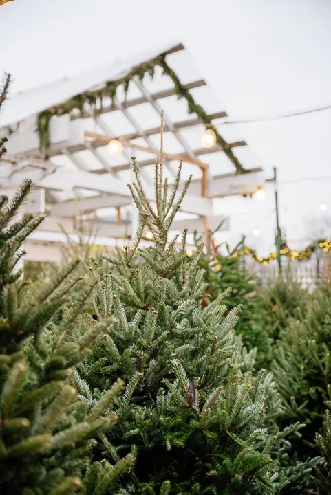 Close-up of Christmas trees in the Annuals yard