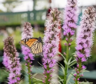 Butterfly on a plant