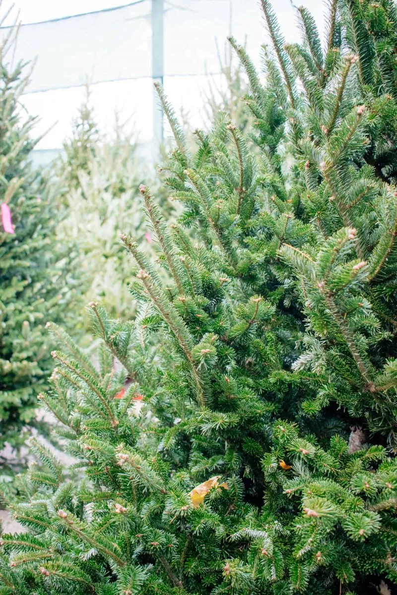 Close-up of the branches of a Christmas tree