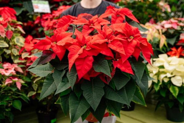 poinsettia