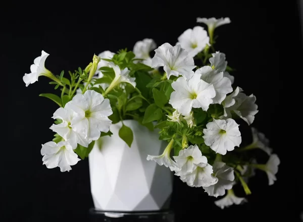 Firefly Glow in the Dark Petunia [PREORDER FOR SPRING PICKUP] - Image 2