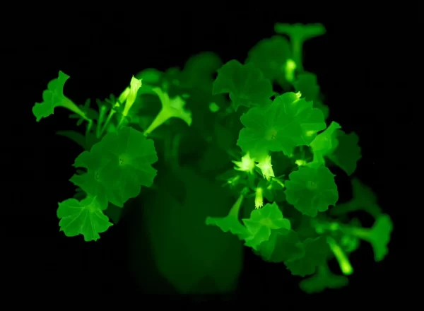 Firefly Glow in the Dark Petunia [PREORDER FOR SPRING PICKUP]