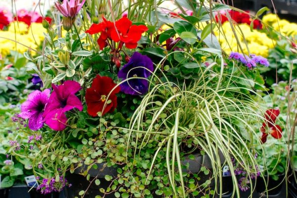 Container of annual flowers and grasses