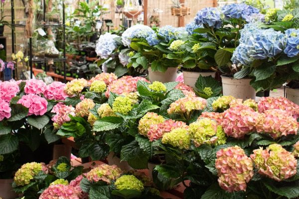 Hydrangeas