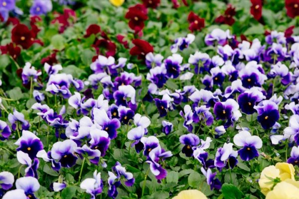 Rows of purple, yellow, and red pansies