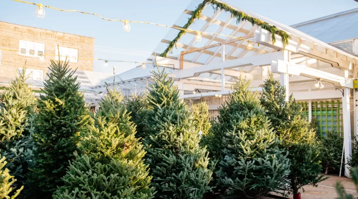 Several Christmas trees populating the Annuals yard