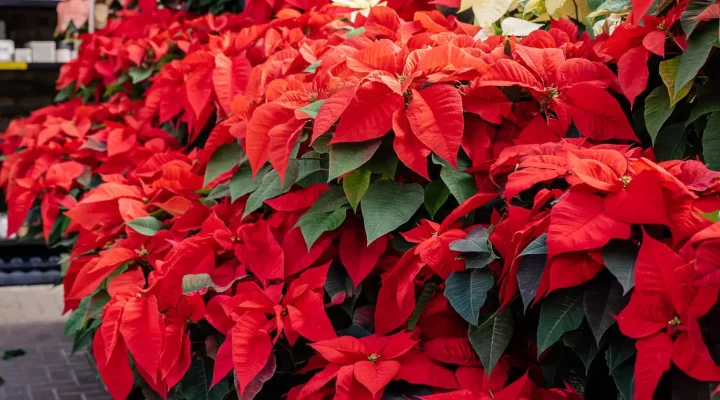 Poinsettias 2022 - Red and White Available for Pickup and Delivery