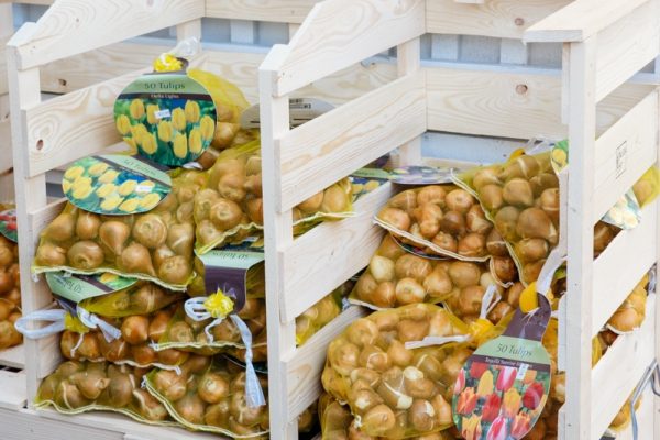 Wooden bins filled with garden bulbs