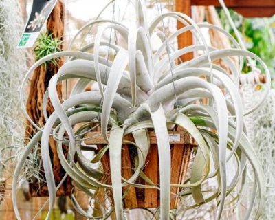 airplant-1